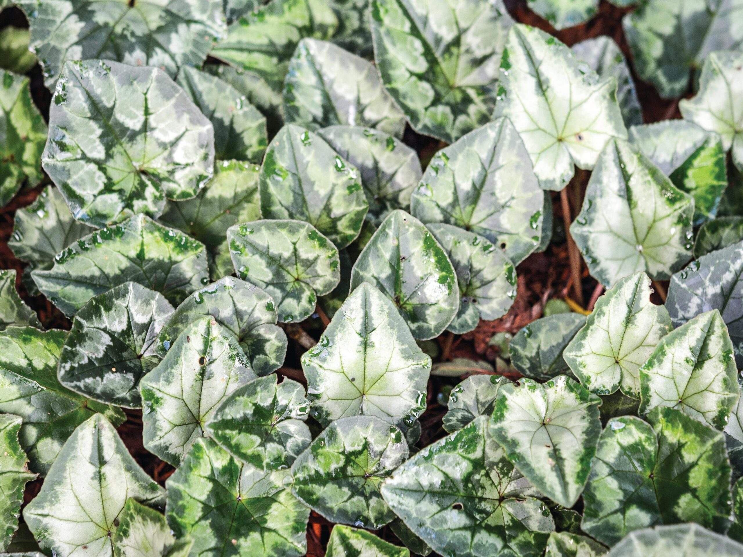 Cyclamen hederifolium