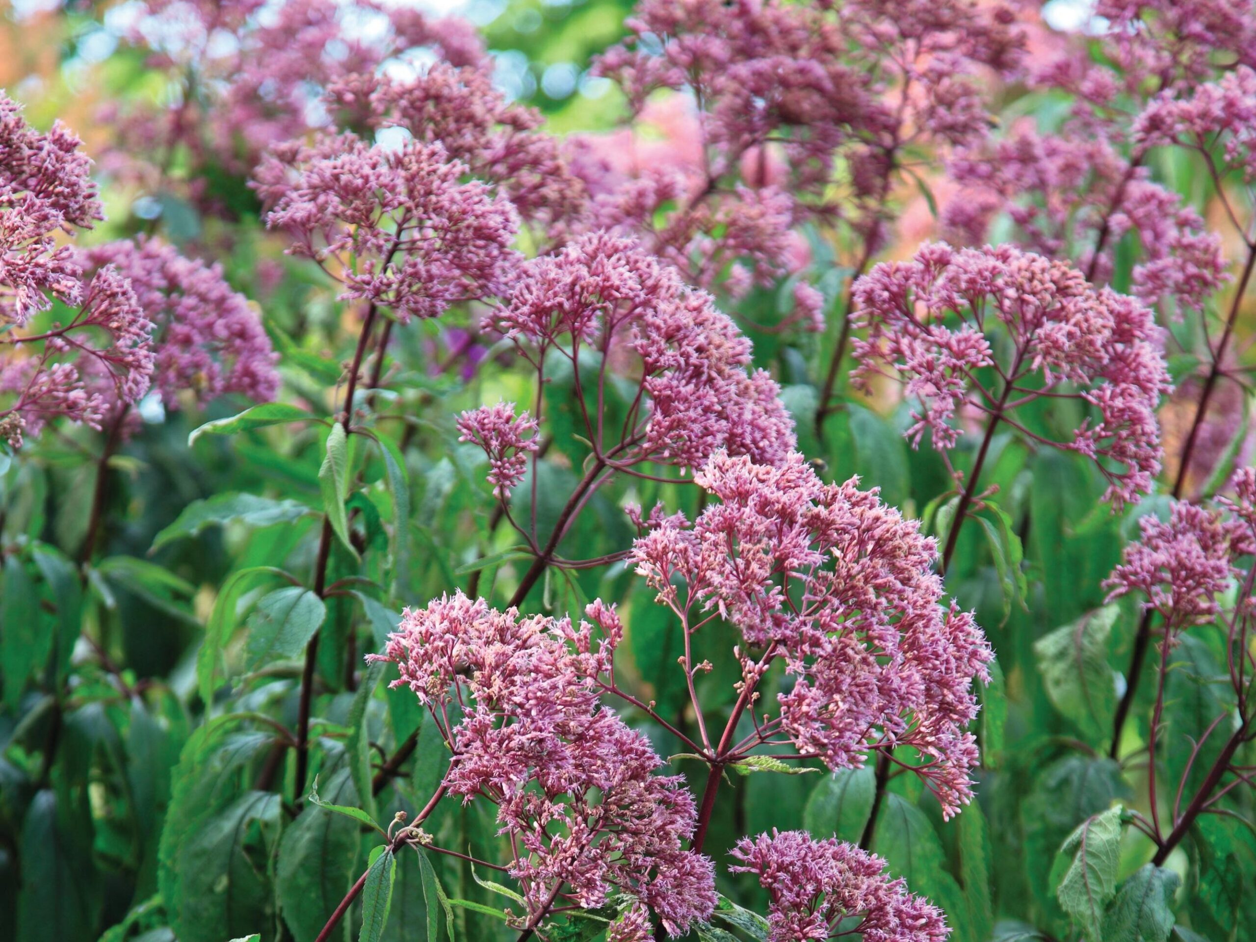 Eutrochium maculatum ‘Purple Bush’