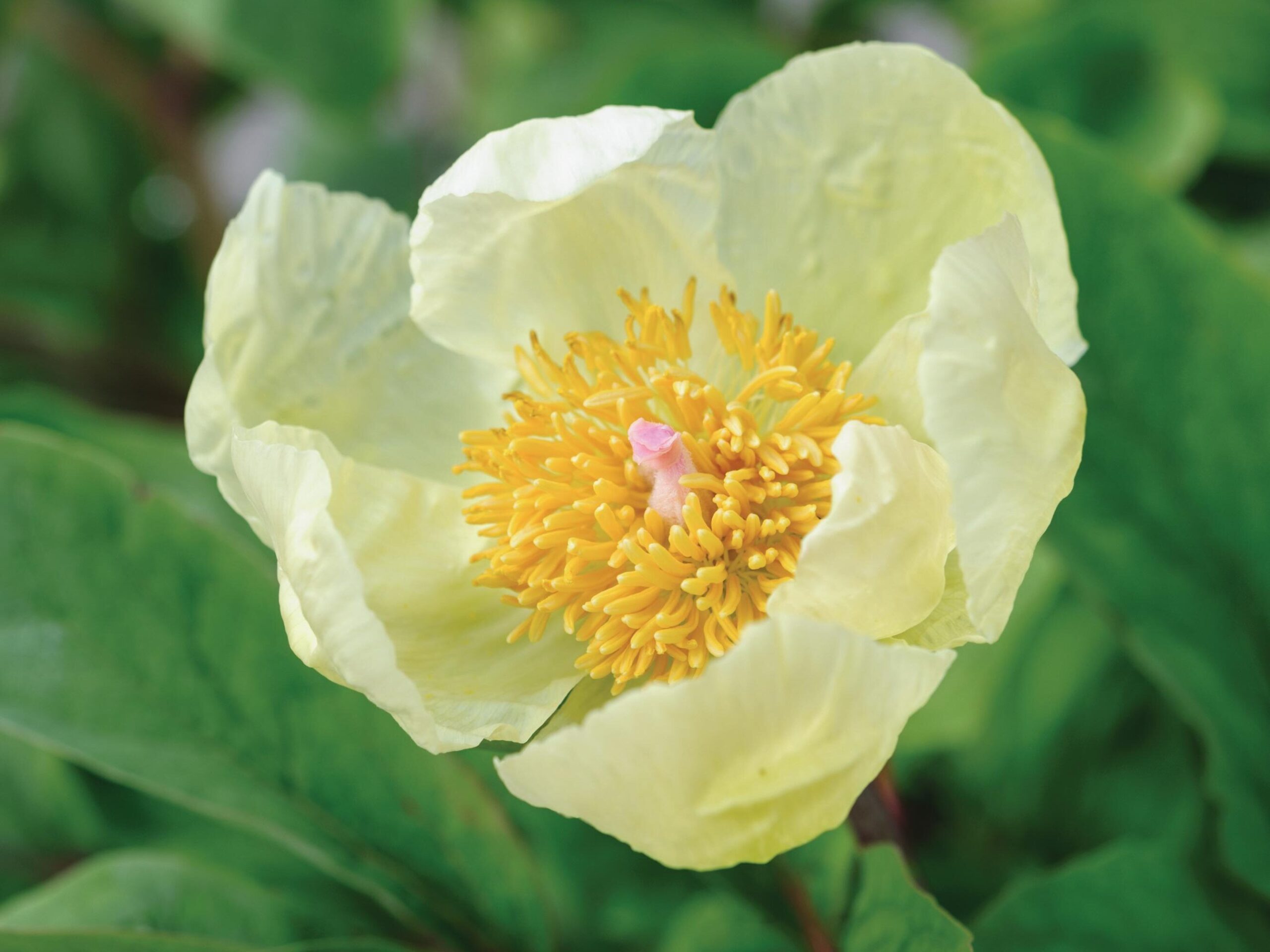 Paeonia daurica subsp. mlokosewitschii