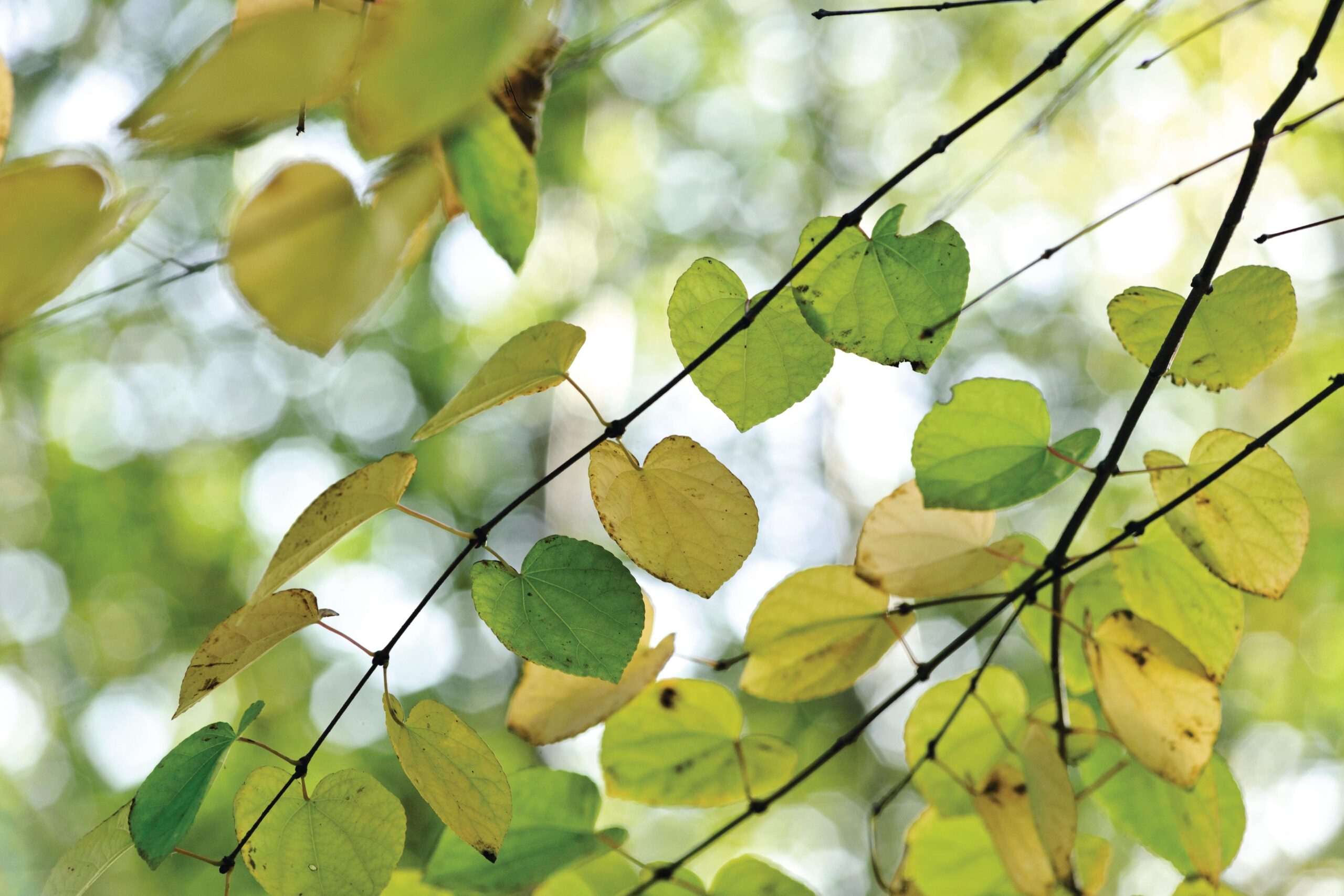 Cercidiphyllum japonicum