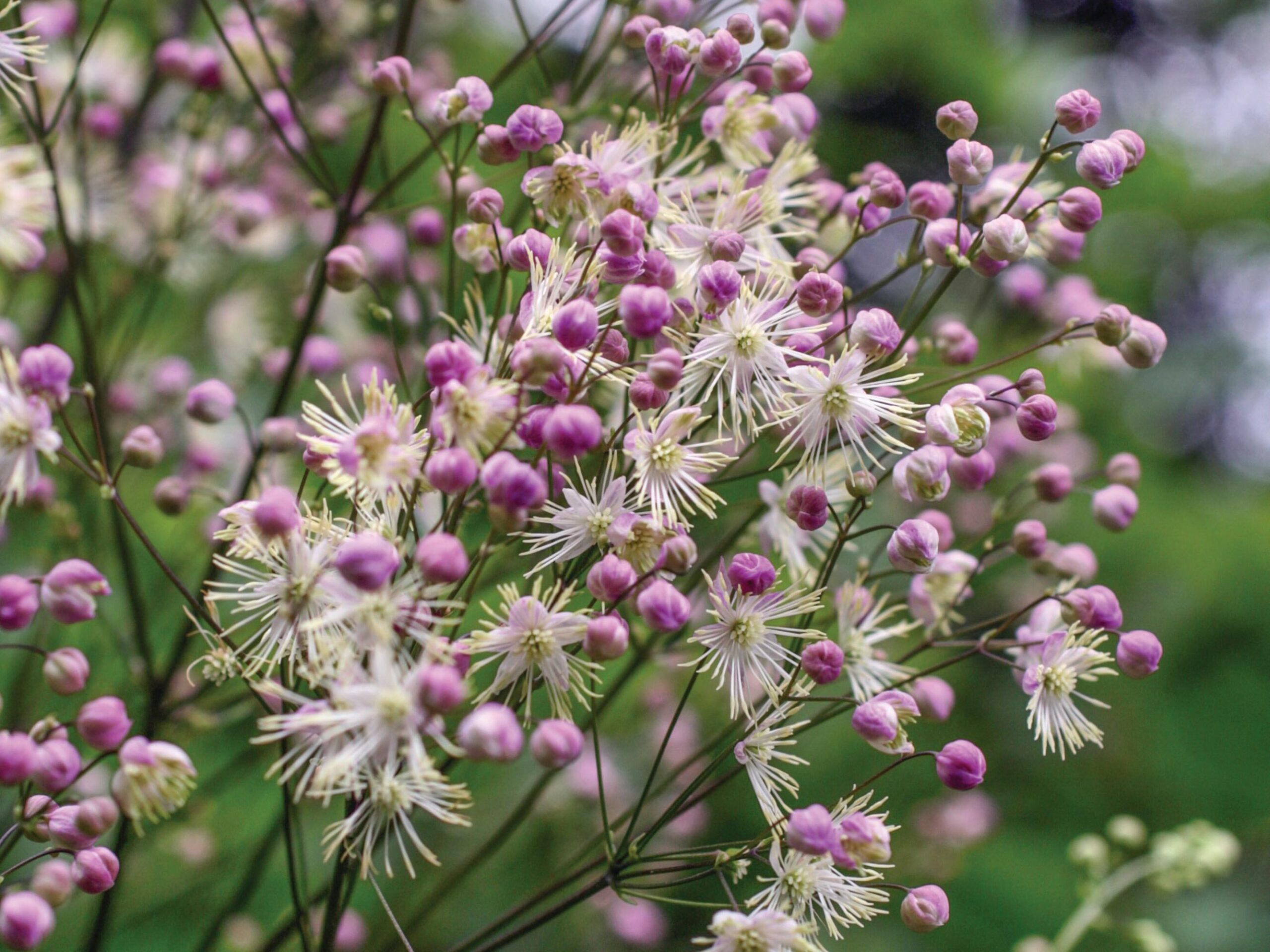 Thalictrum ‘Elin’