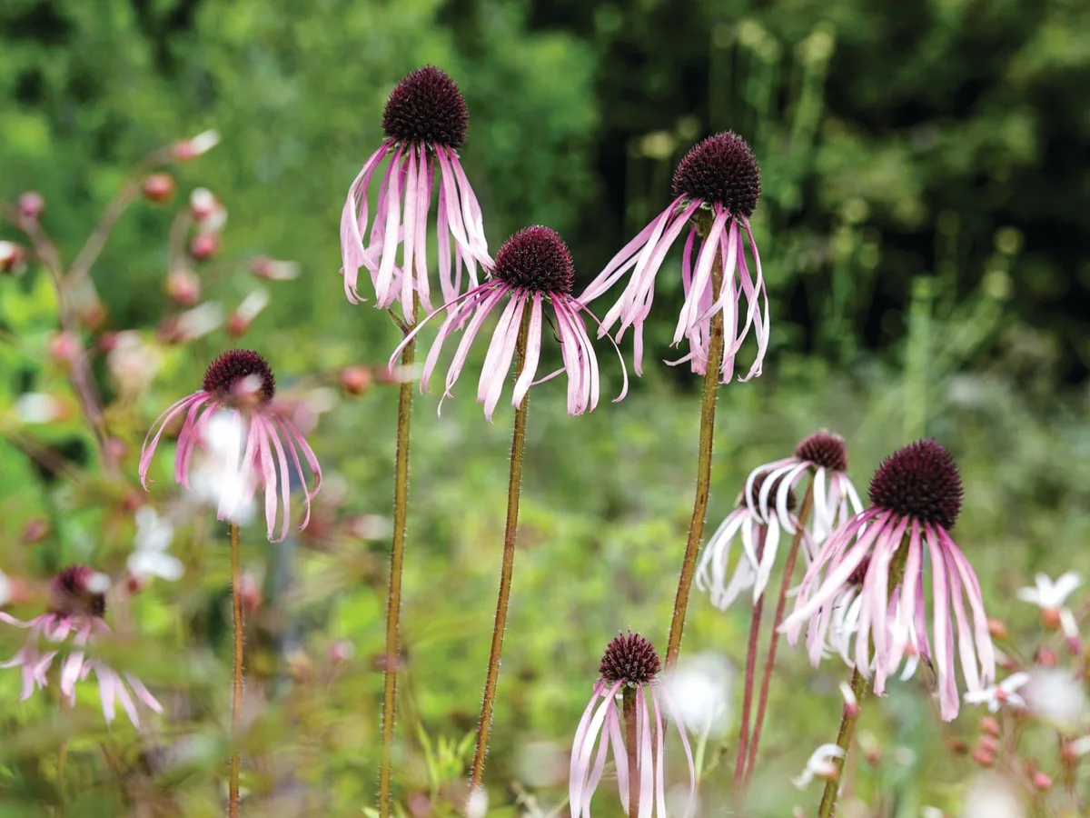 Echinacea pallida Echinacea pallida