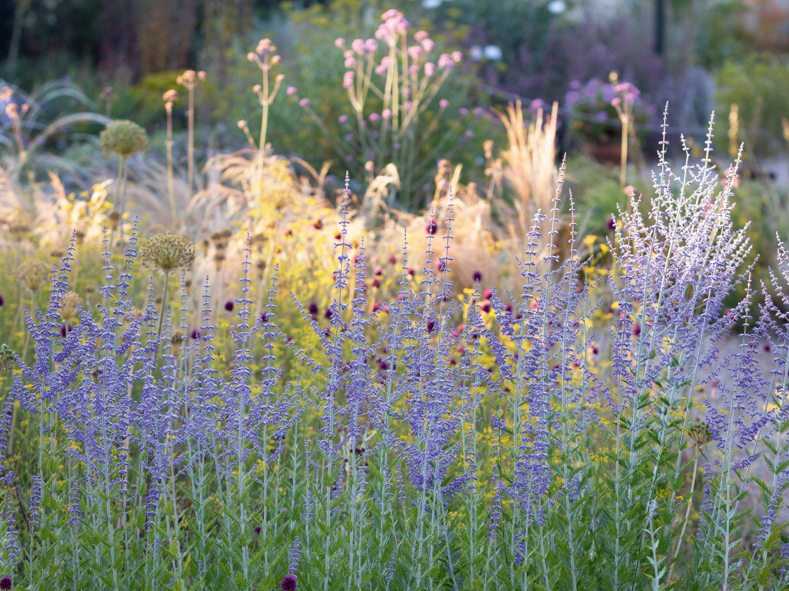 The Gravel Garden at Beth Chatto's Gardens in June. Perovskia atriplicifolia 'Blue Spire'