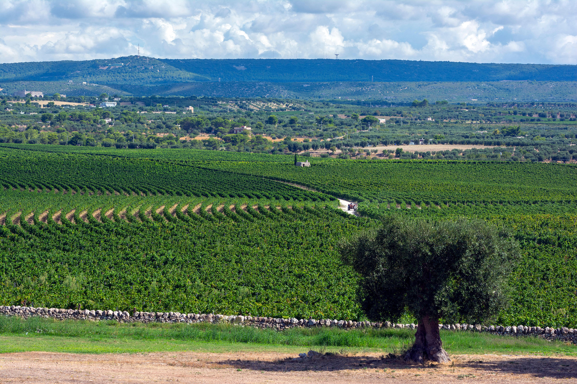 Amastuola vineyard in Puglia