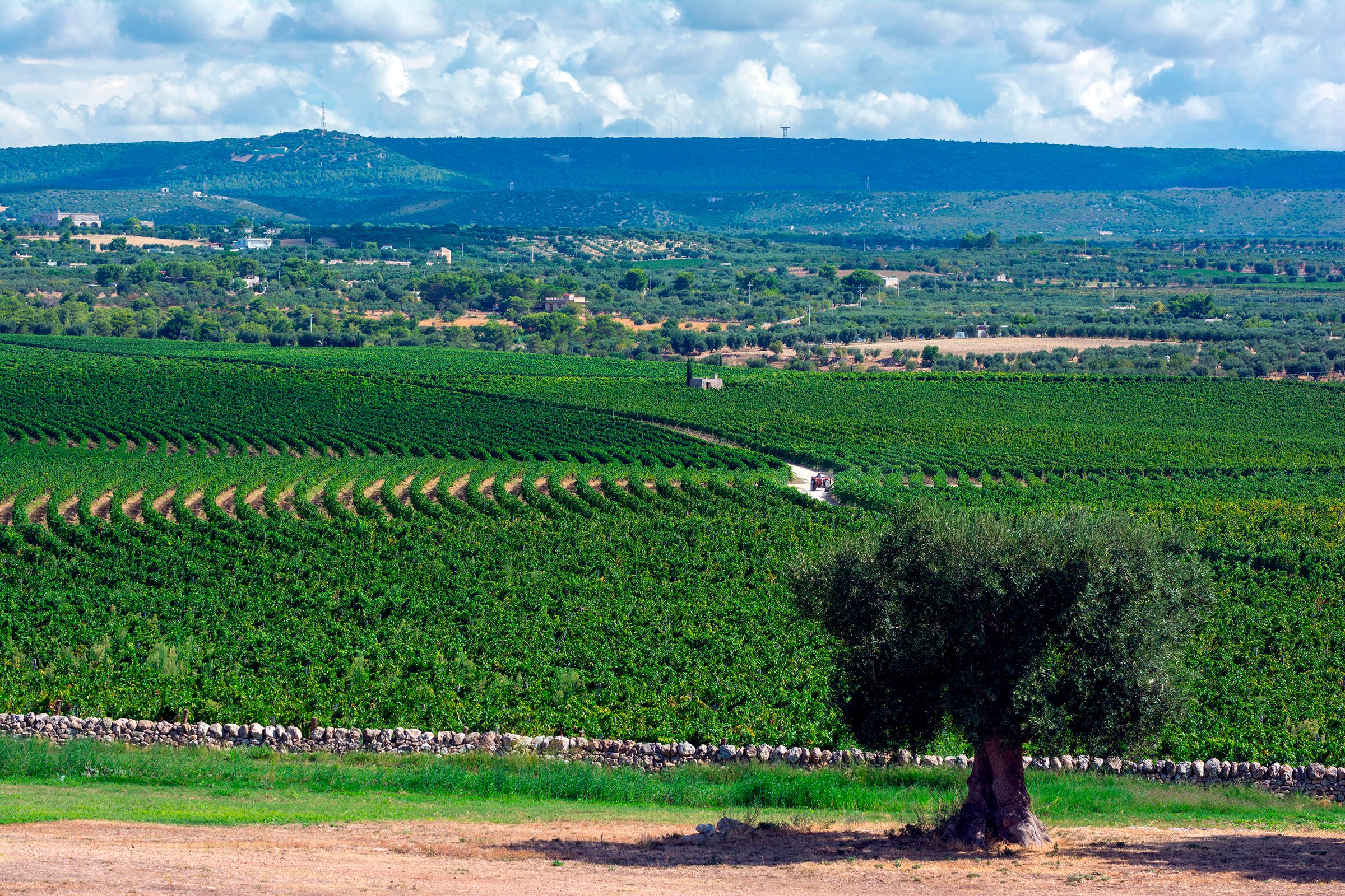Amastuola vineyard in Puglia