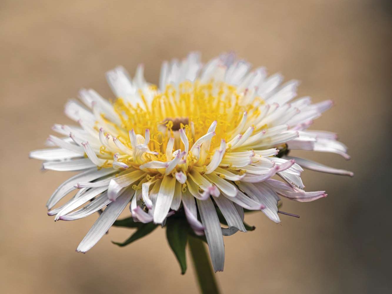 ‘Fancy’ dandelion Taraxacum albiflos from Growild Nursery. © Andrea Jones