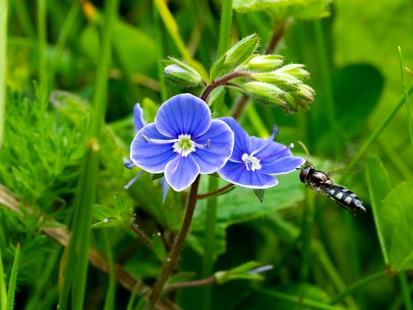 Speedwell © Nik Taylor/Education Images/Universal Images Group via Getty Images