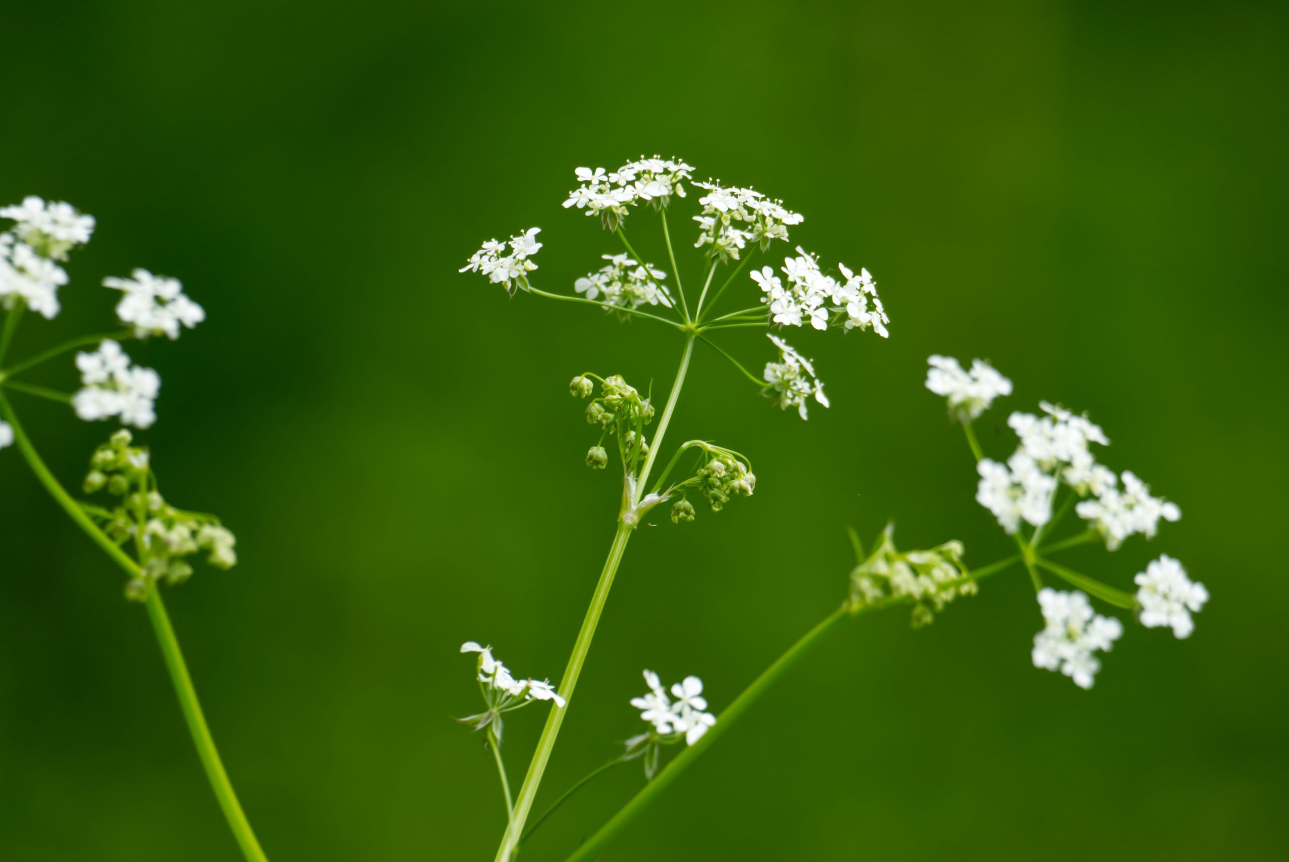 Small white flowers of cow parsley