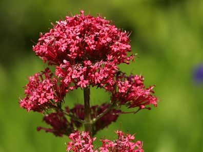 Red valerian © Cuveland/ullstein bild via Getty Images