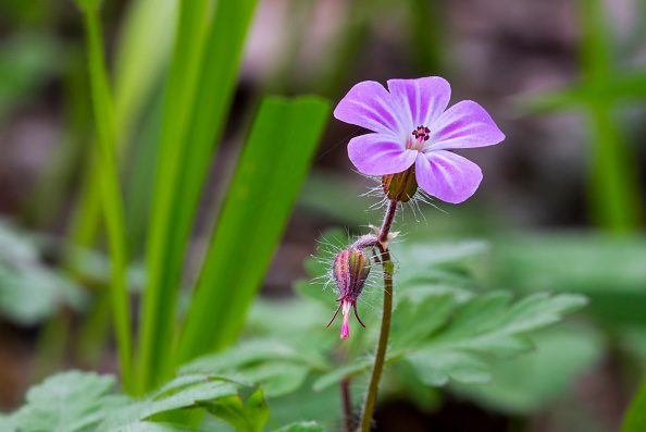 Herb-Robert © Arterra/Universal Images Group via Getty Images