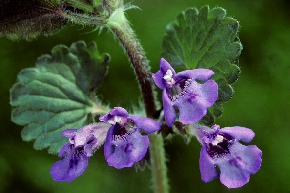 Ground ivy.