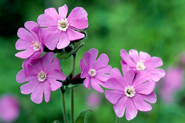 Red campion © Arterra/Universal Images Group via Getty Images