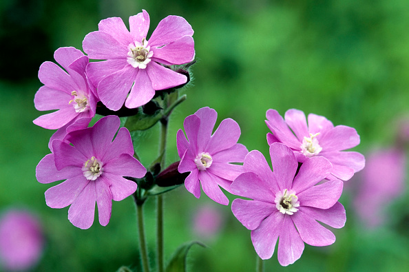 Red campion © Arterra/Universal Images Group via Getty Images