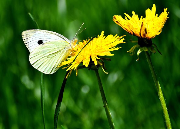Dandelions © Huseyin Demirci/Anadolu via Getty Images