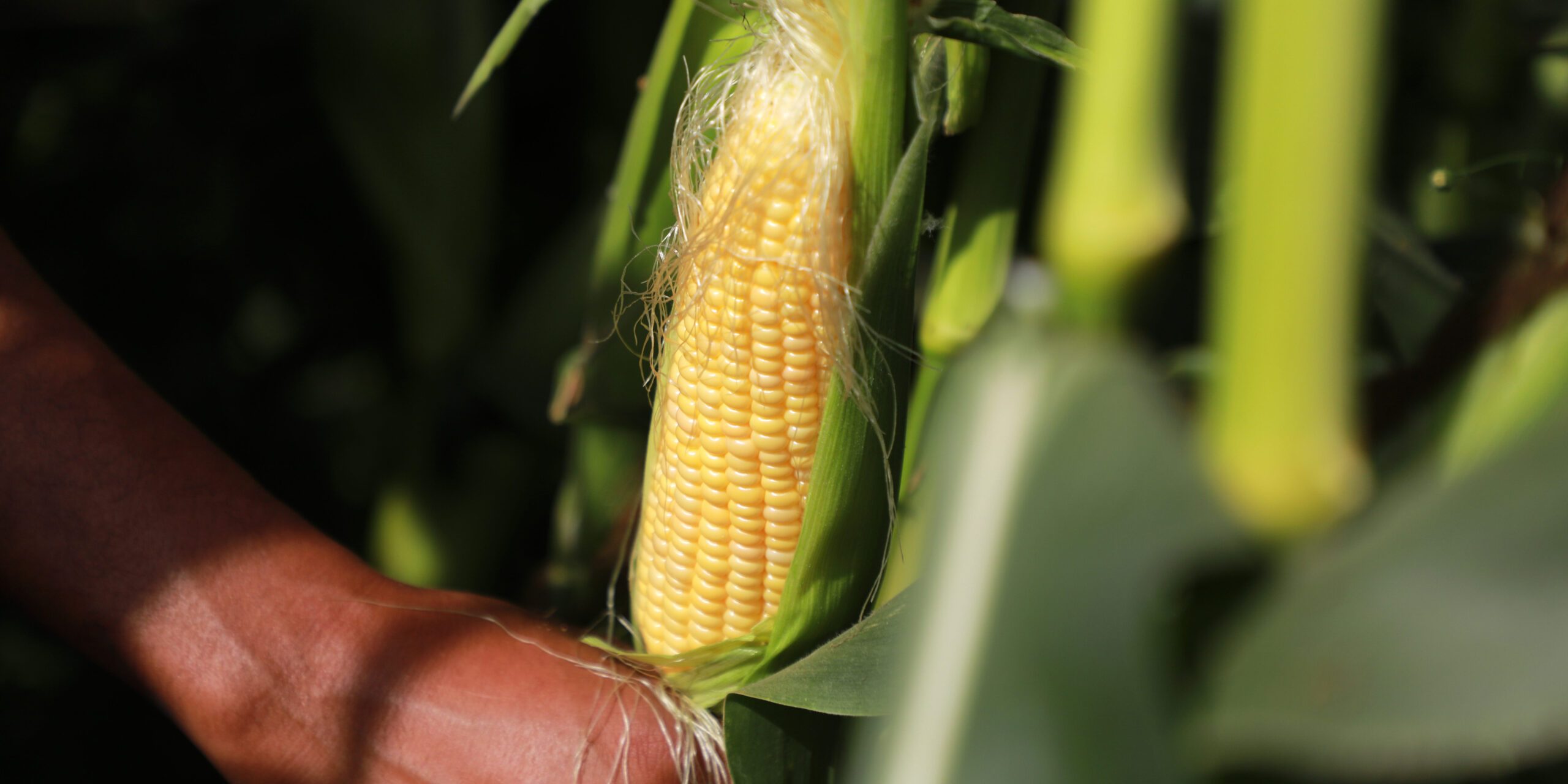 Harvesting sweetcorn
