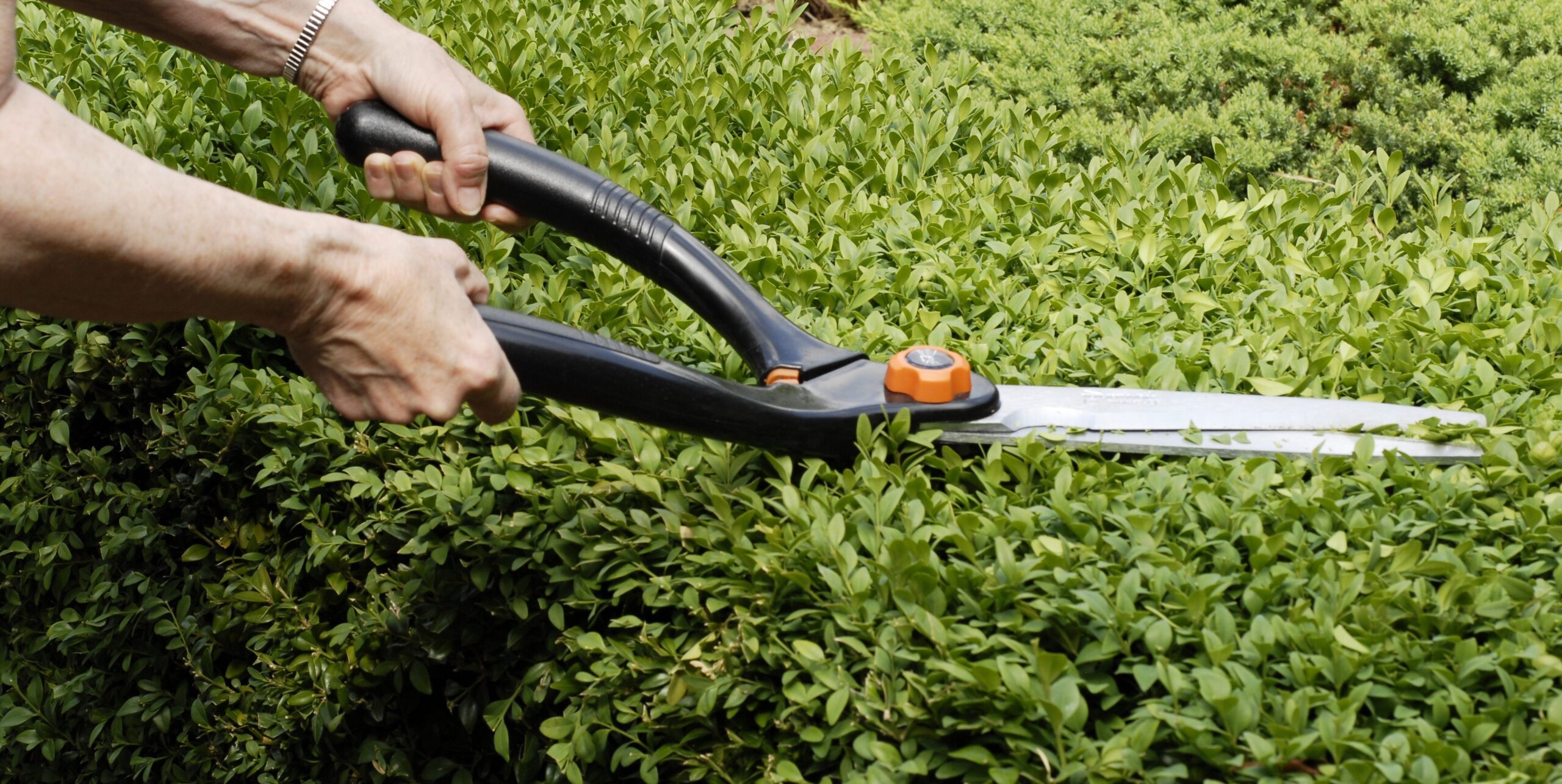Hedge trimming
