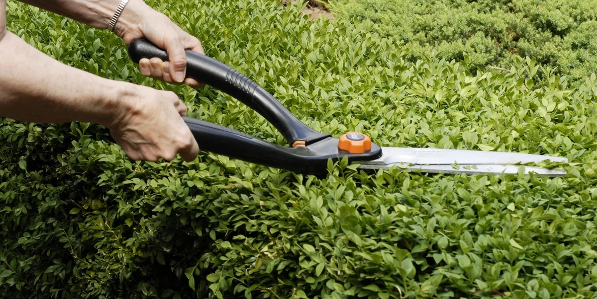 Hedge trimming Hedge trimming