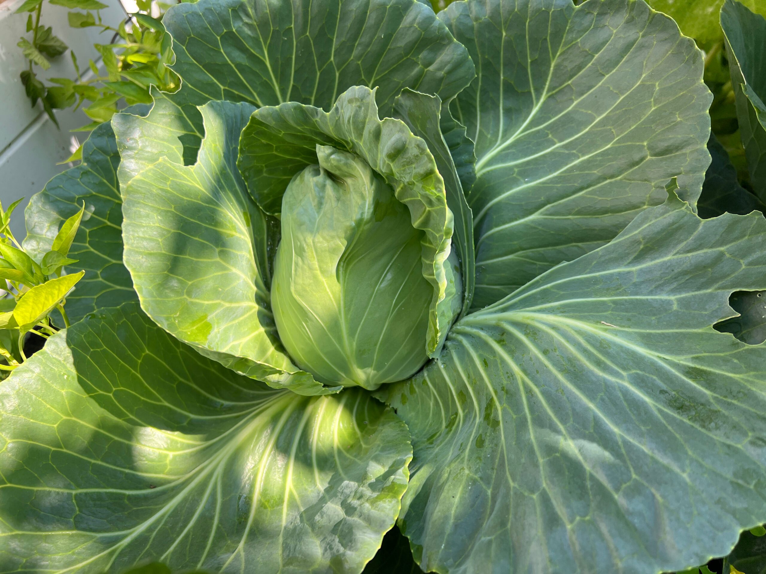 Brassica
