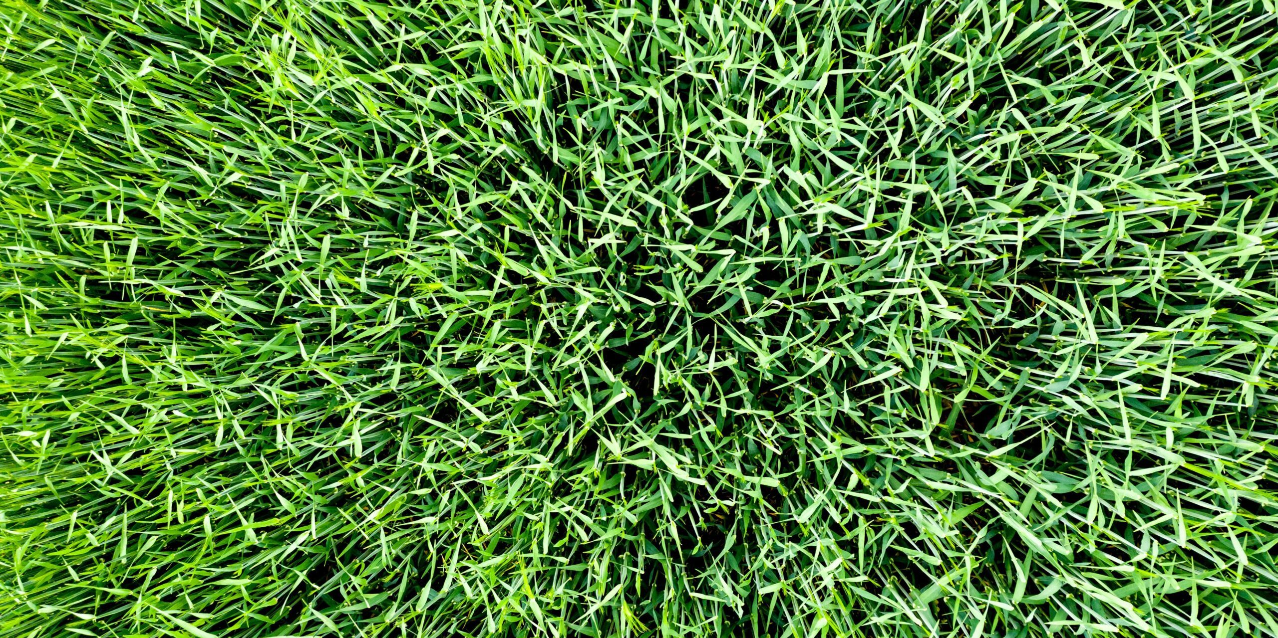 Grass turf