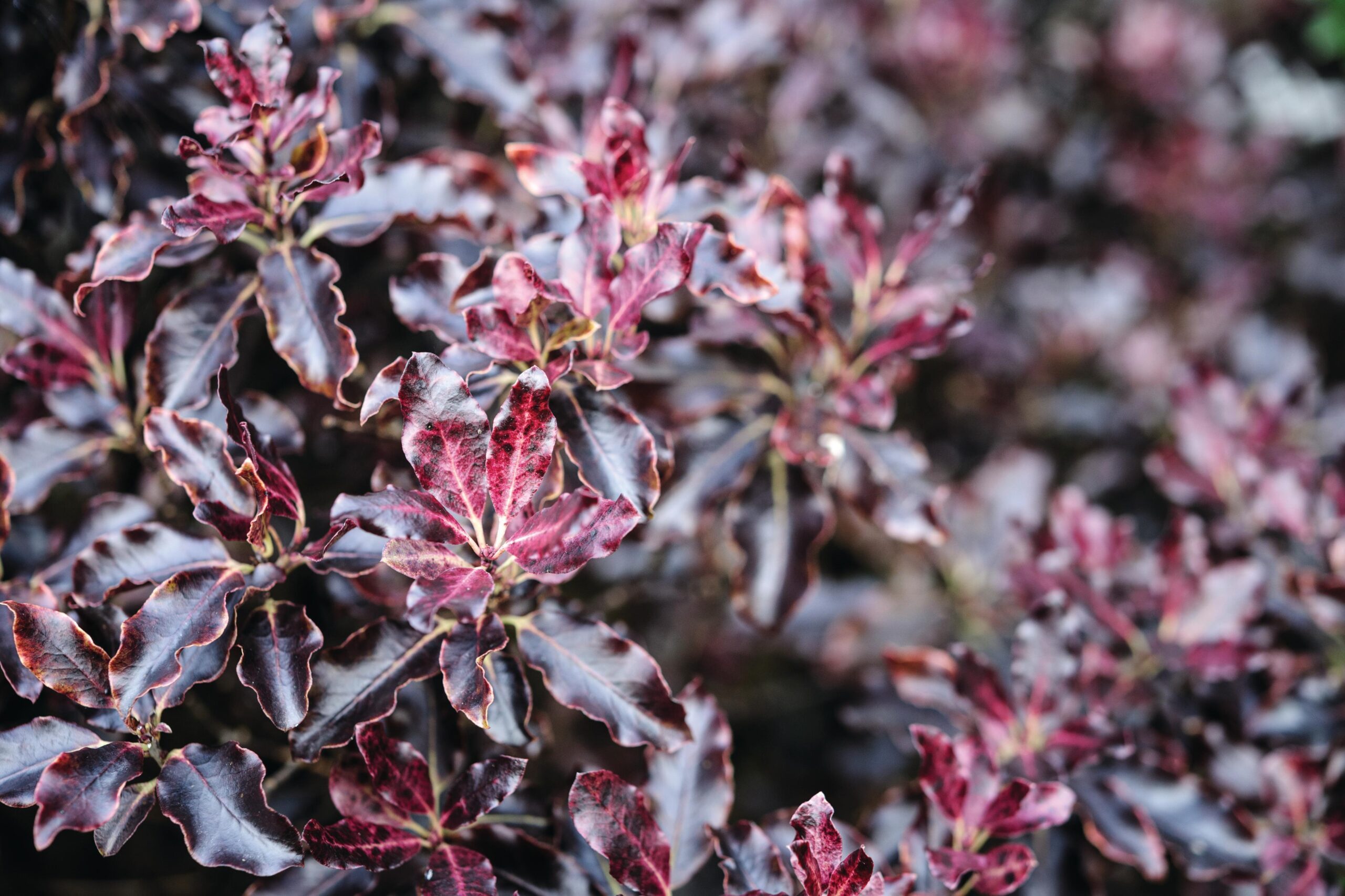 Pittosporum tenuifolium ‘Tom Thumb’