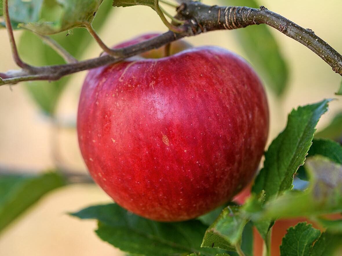 Malus domestica 'Worcester Pearmain'