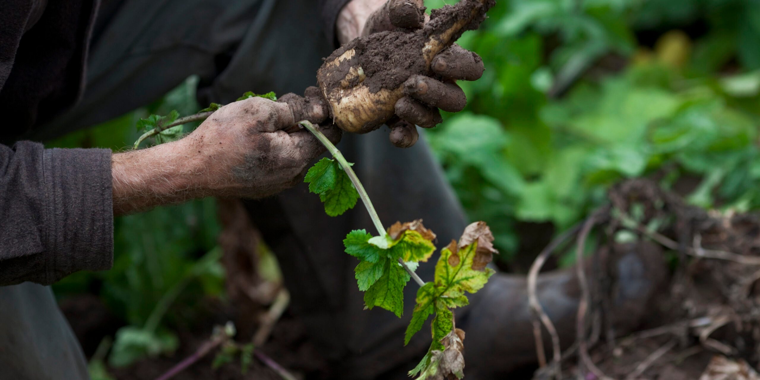 Harvesting parsnips