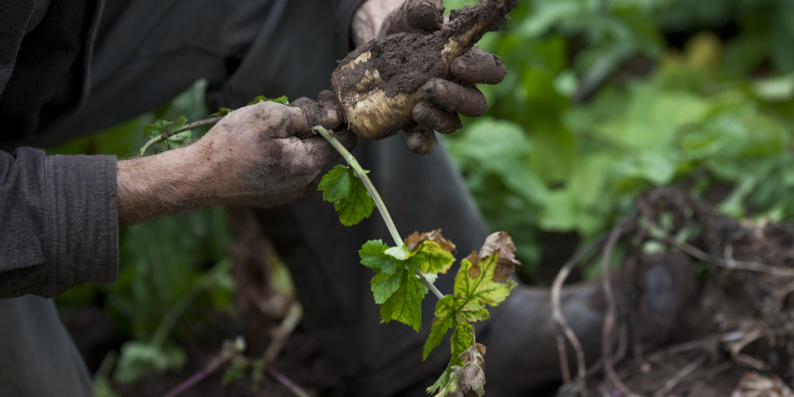 Harvesting parsnips