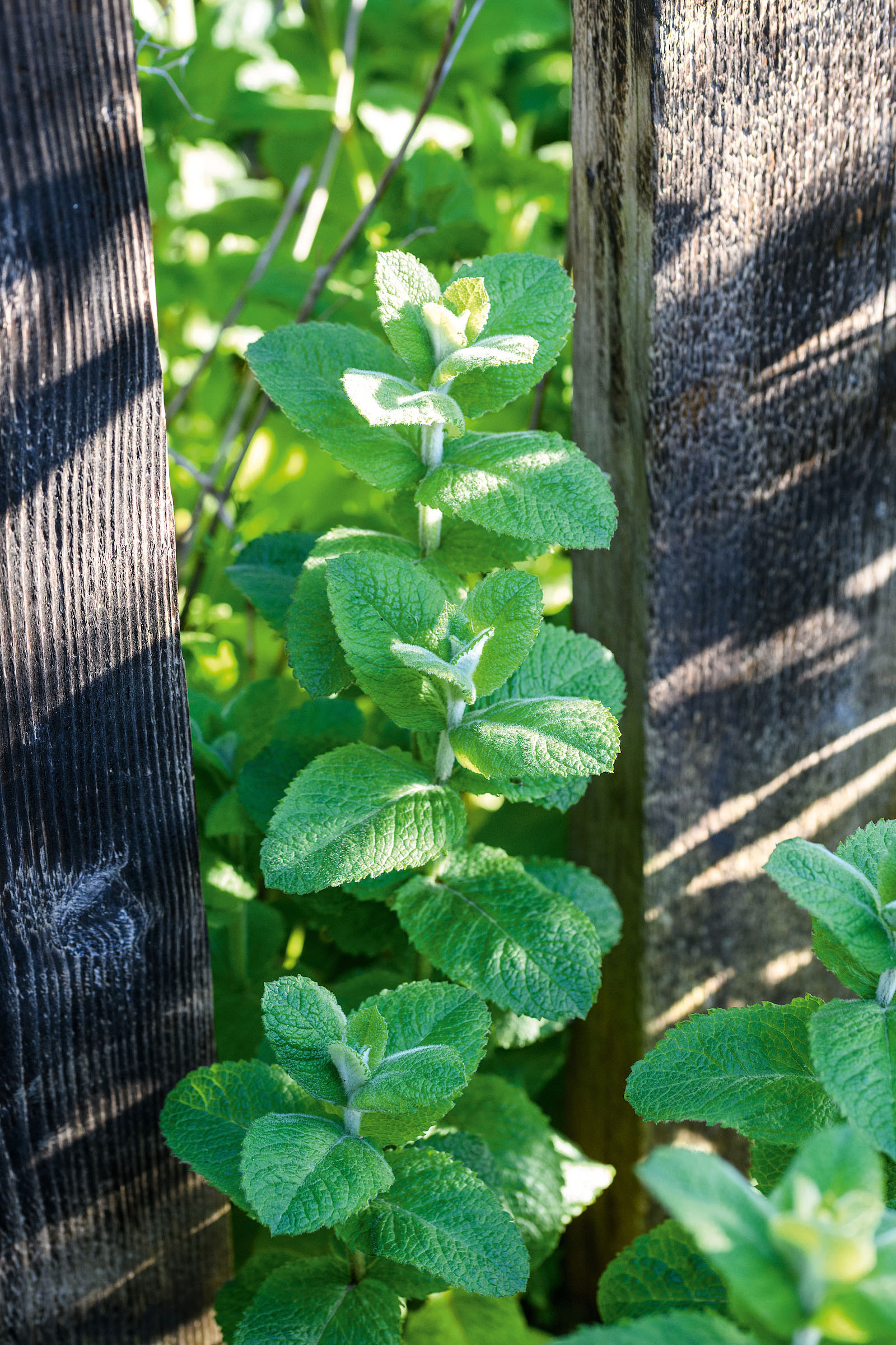 Apple mint