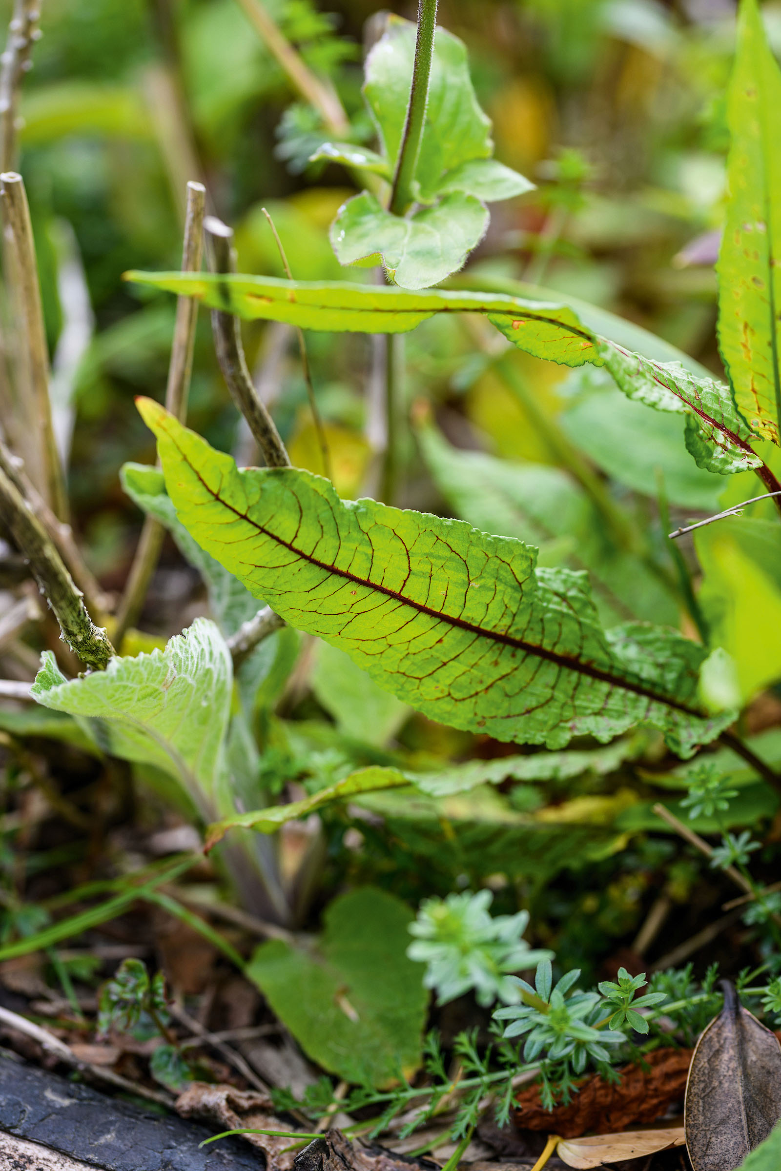 Common sorrel
