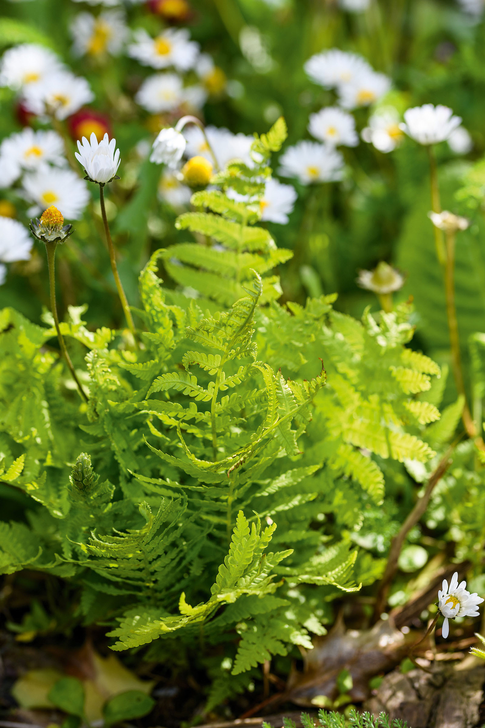 Woodland fern