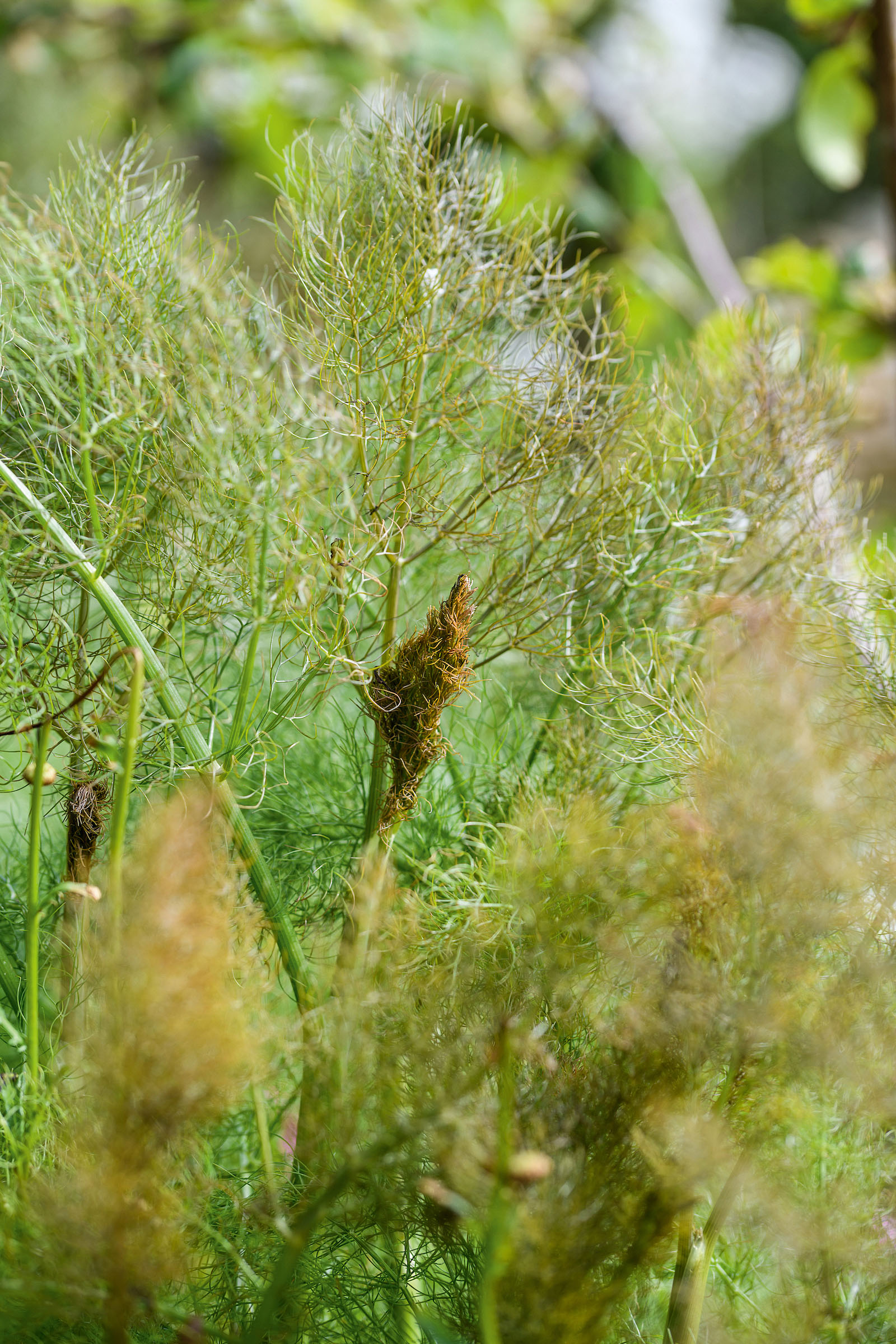Fennel