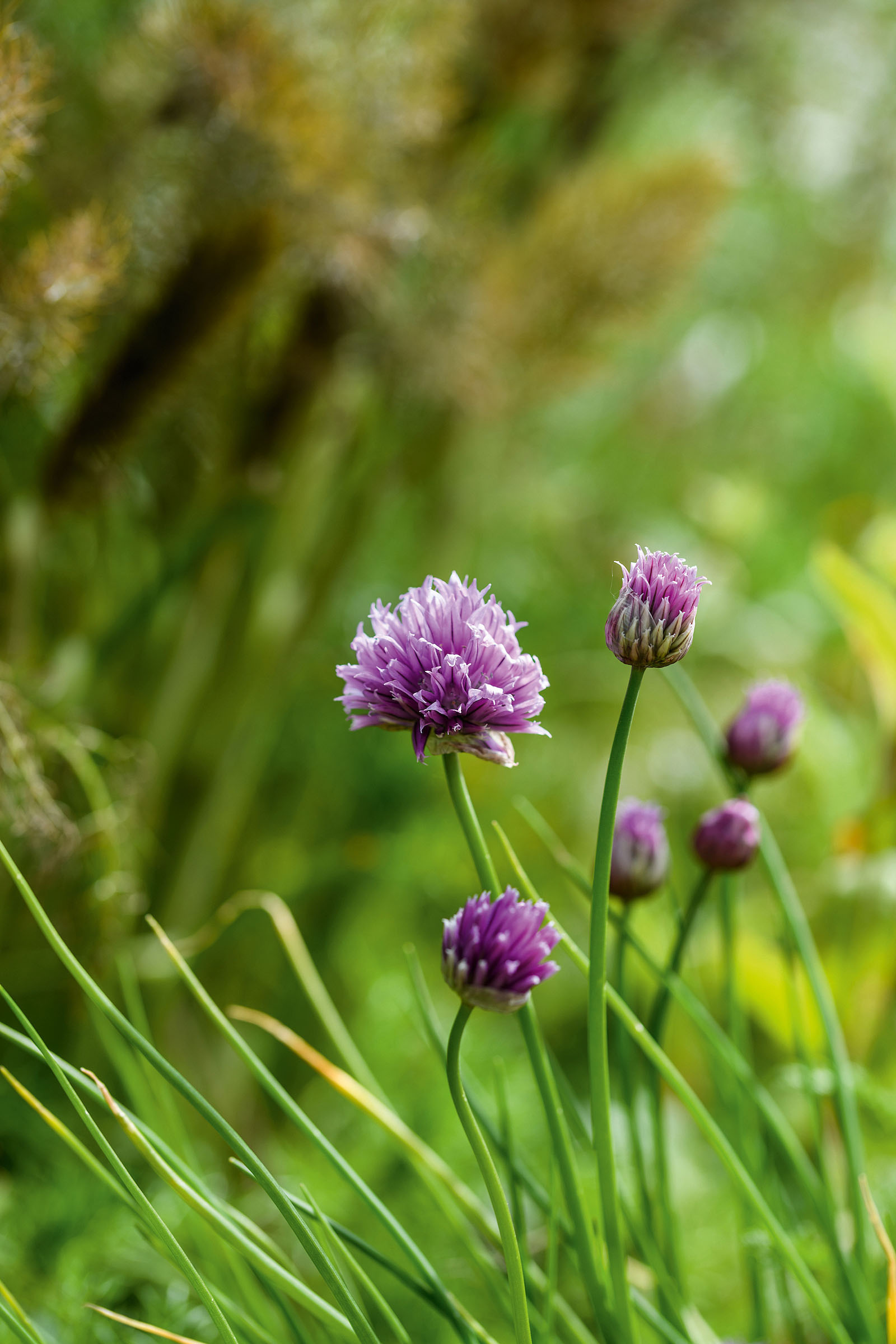 Chives
