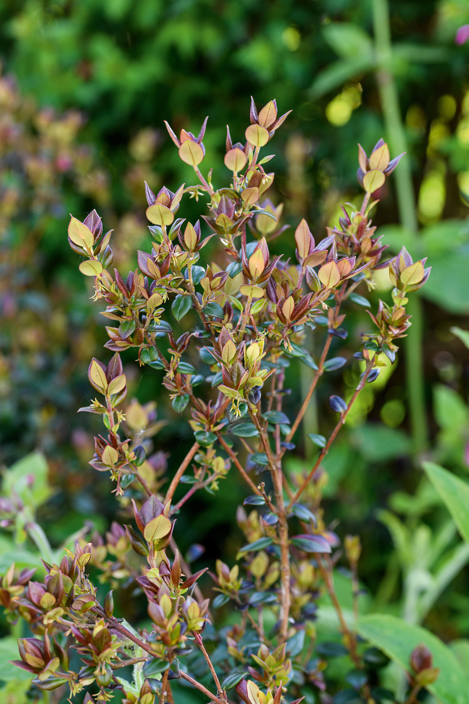 Chilean guava