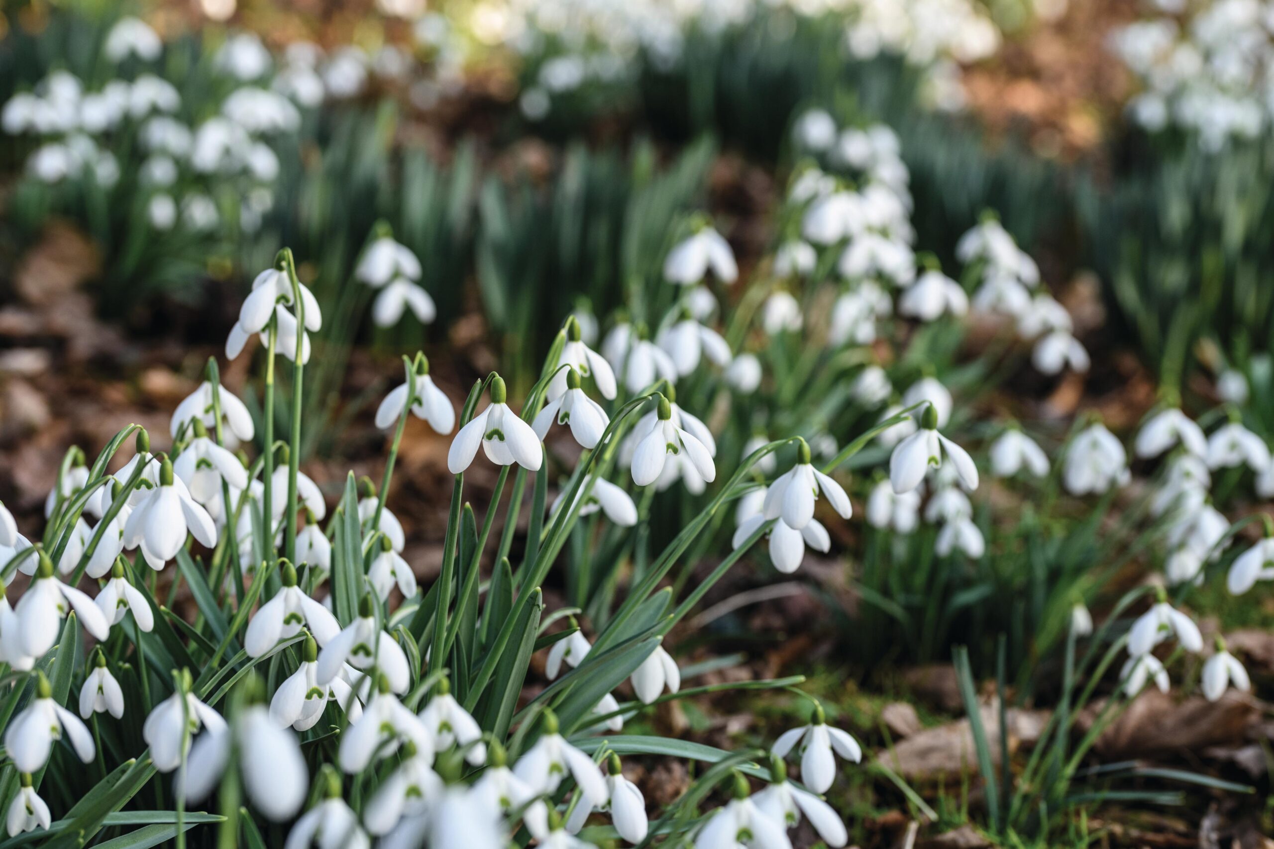 Snowdrops at Shepton Mallet Snowdrop festival