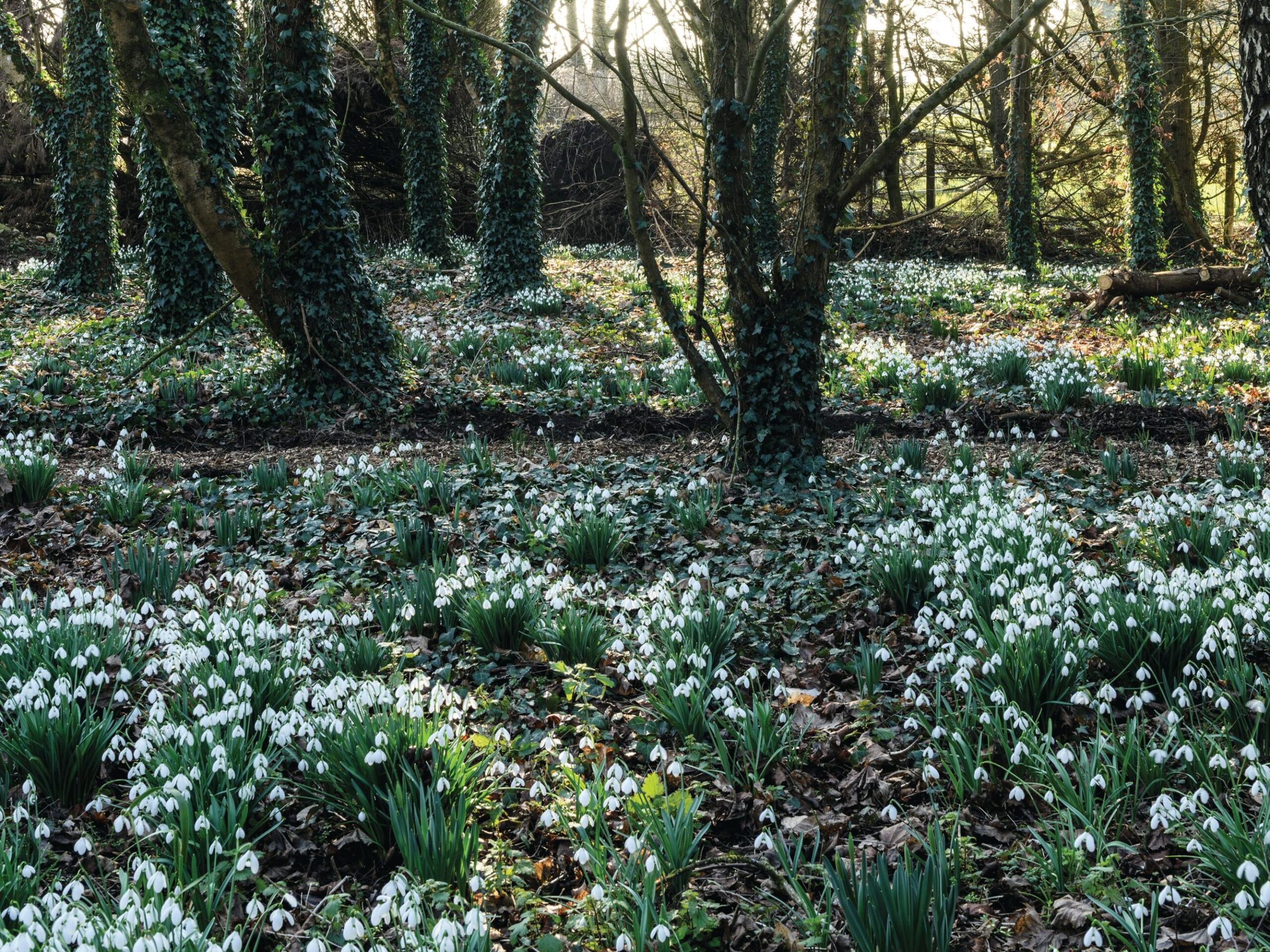 Snowdrops at Shepton Mallet Snowdrop festival