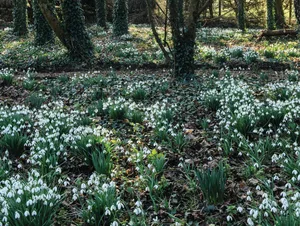 Snowdrops at Shepton Mallet Snowdrop festival Snowdrops at Shepton Mallet Snowdrop festival