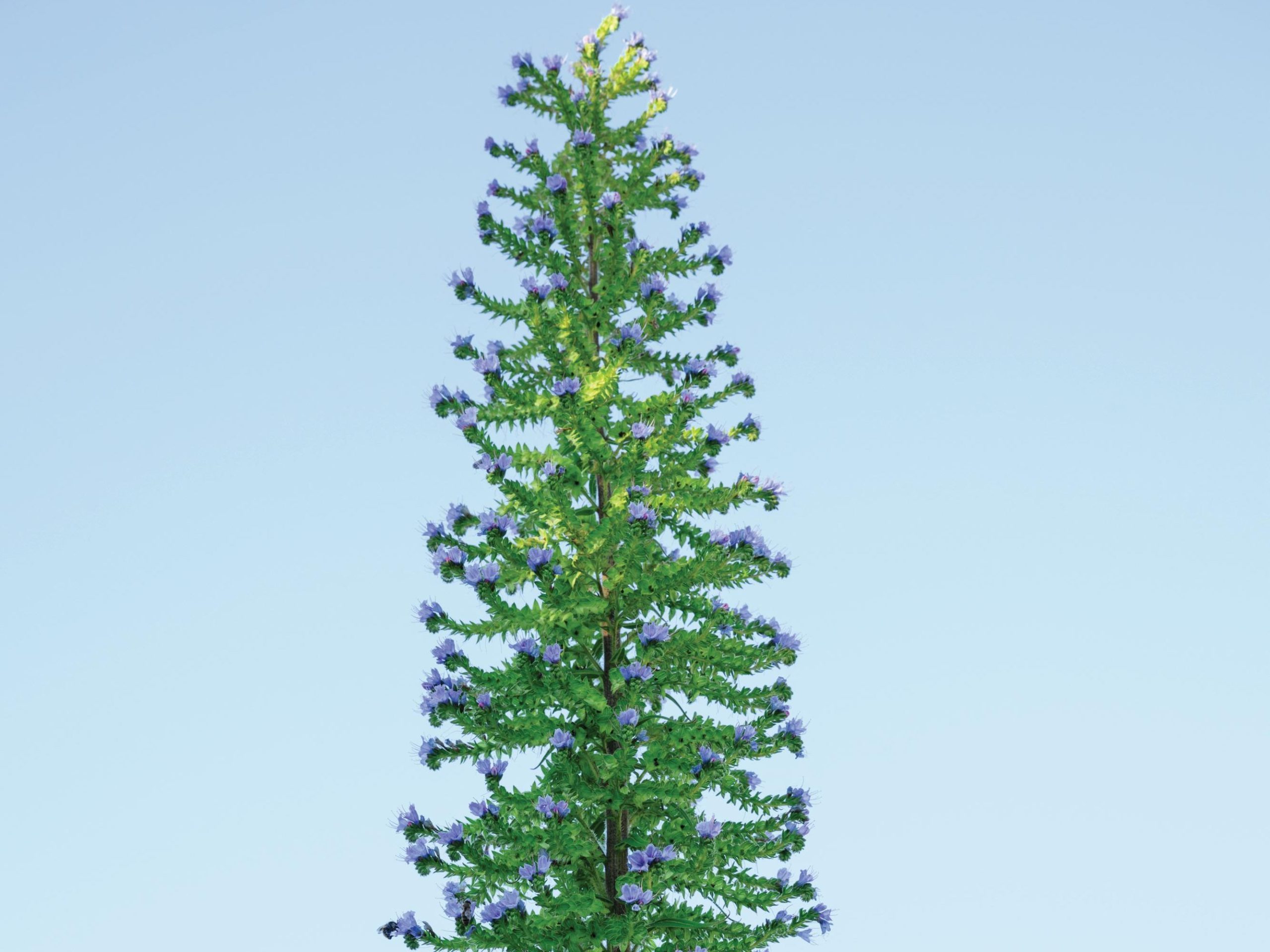 Plant