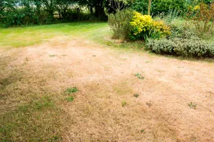A grass lawn in summer showing how unshaded areas quickly dry and brown before recovering once rains return in the UK. Isolated green spots show how m A yellow lawn