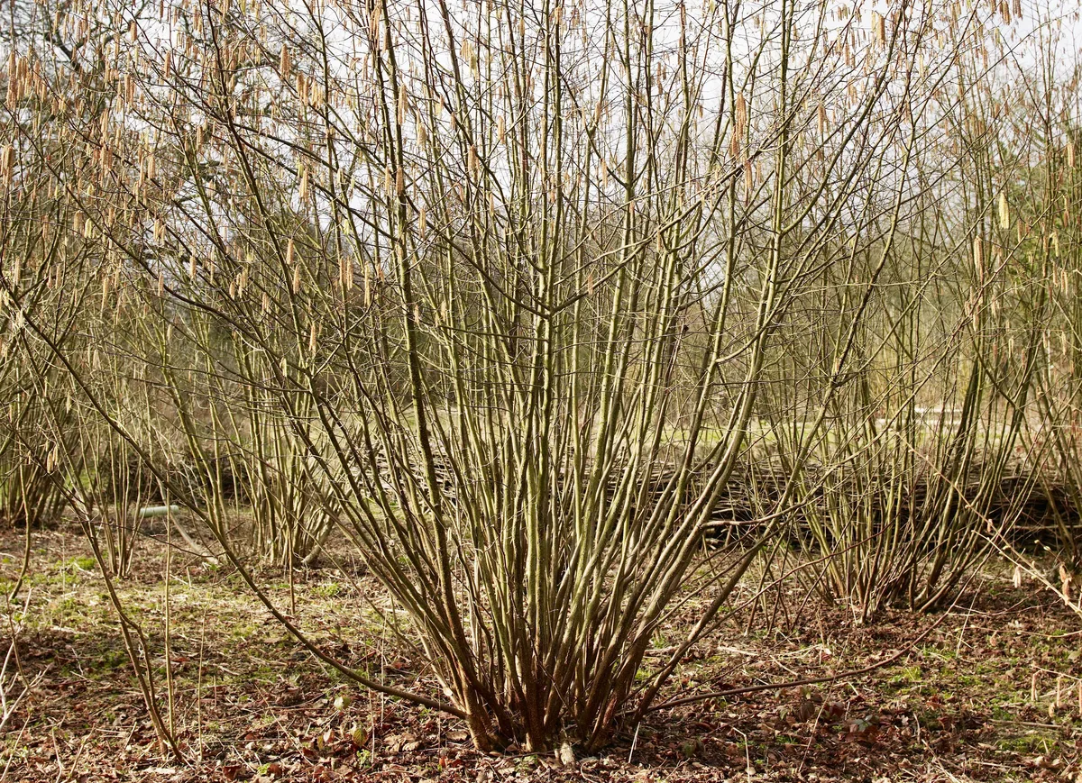 Winter hazel, five years after coppicing Winter hazel, five years after coppicing