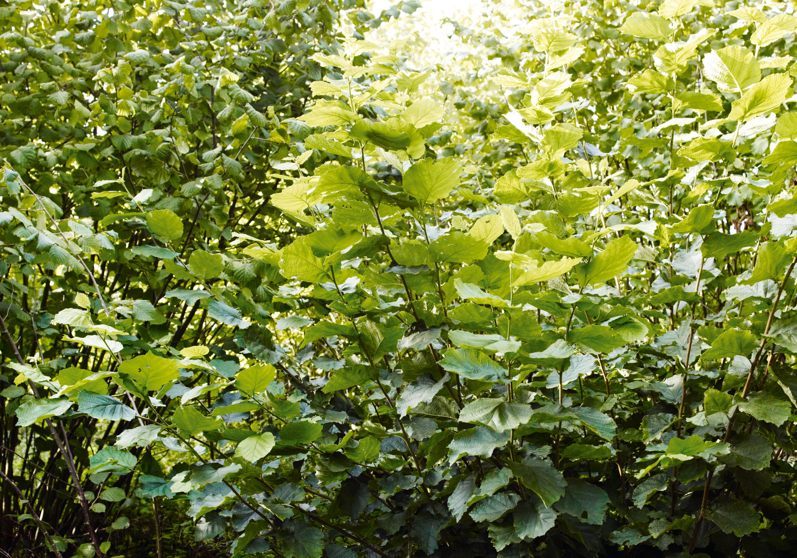 Summer hazel