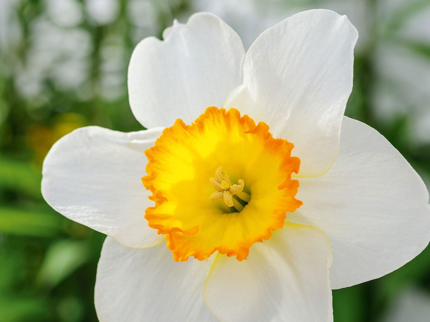 Narcissus 'Monique'