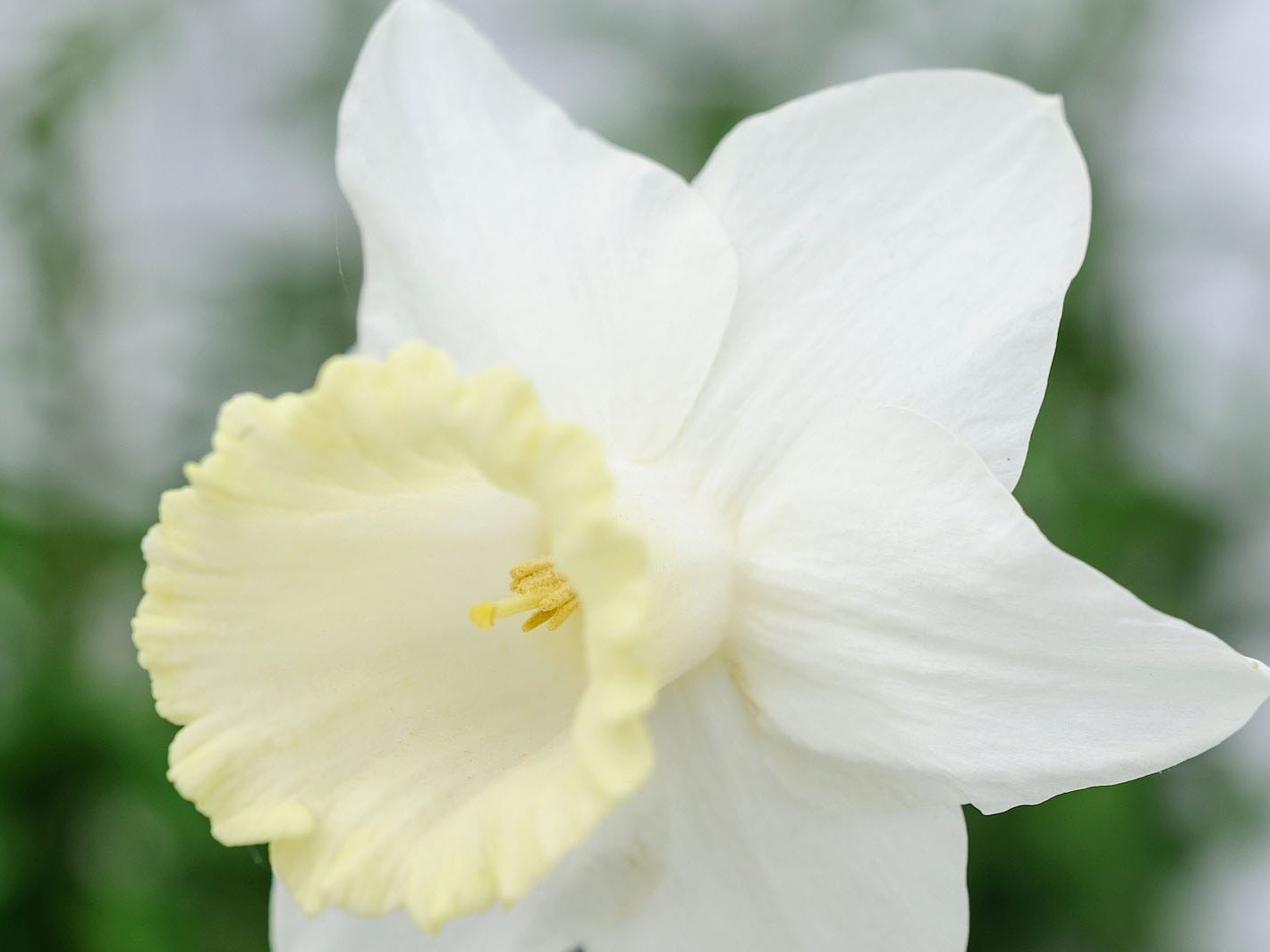 Narcissus 'Weardale Perfection'
