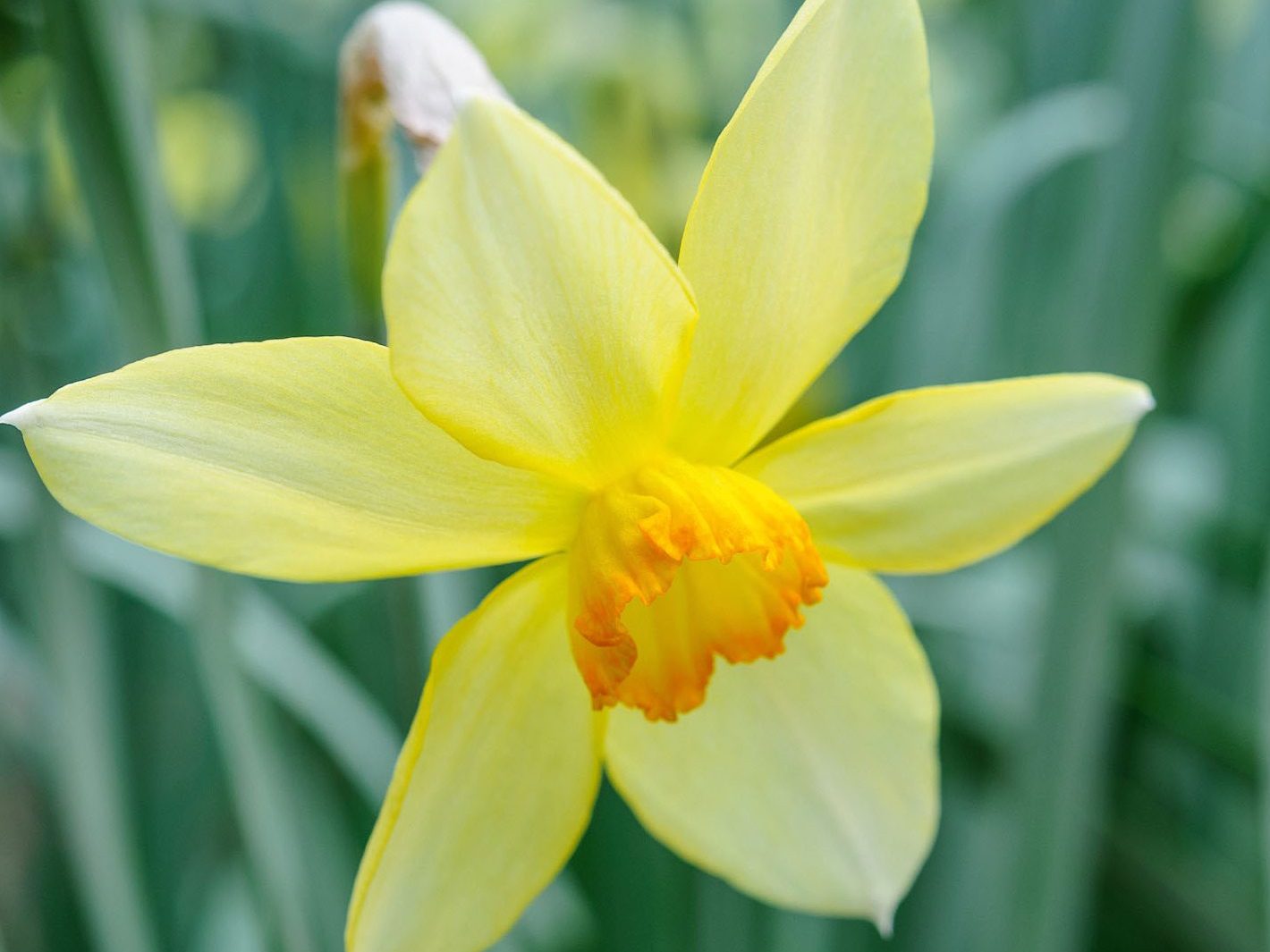 Narcissus 'Conspicuus'