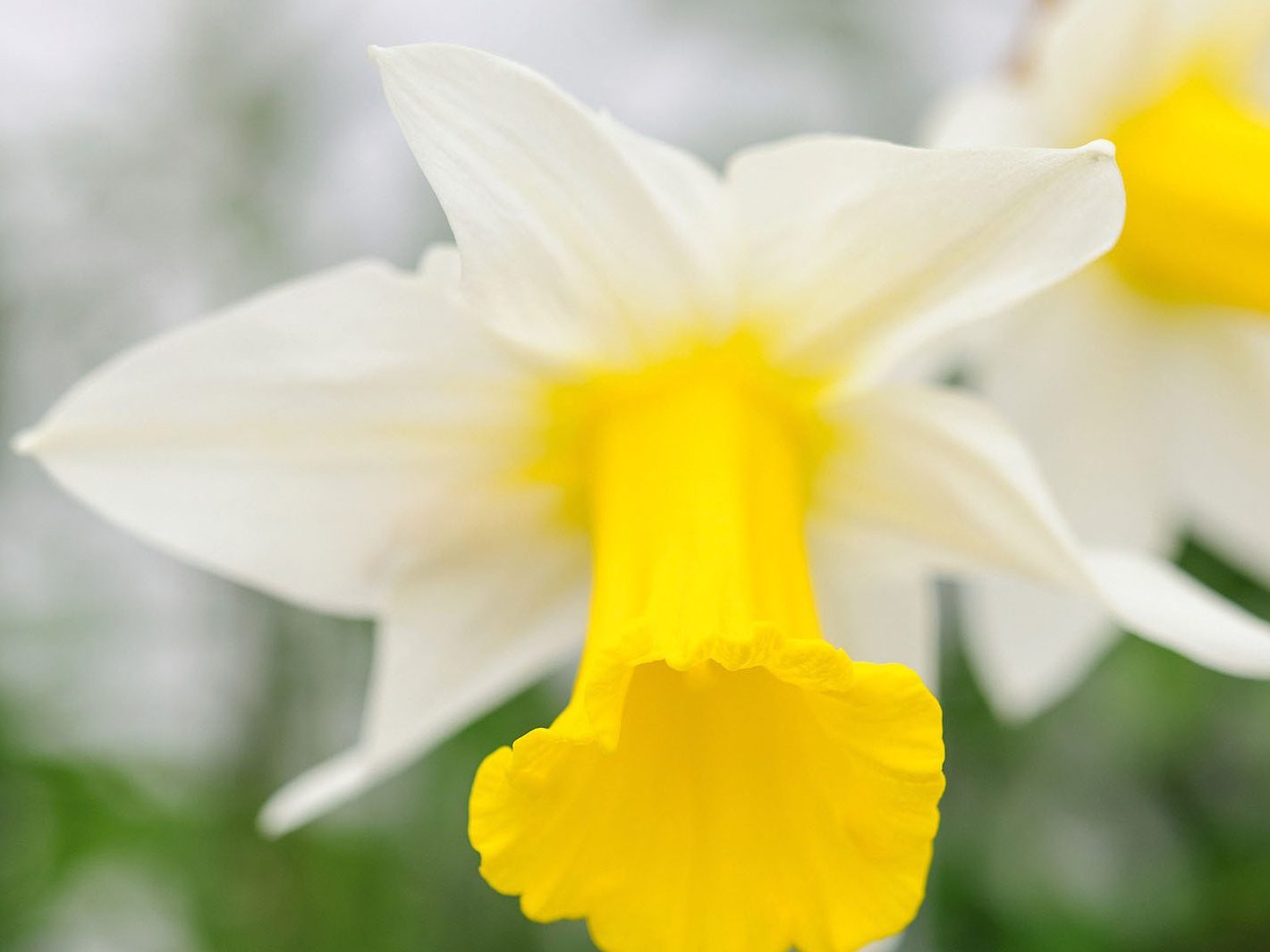 Narcissus 'Empress'