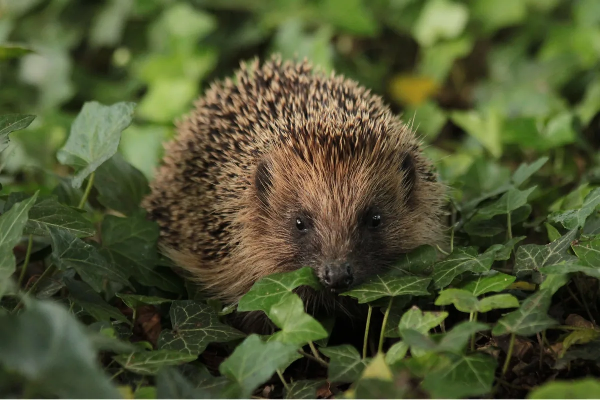 A hedgehog A hedgehog