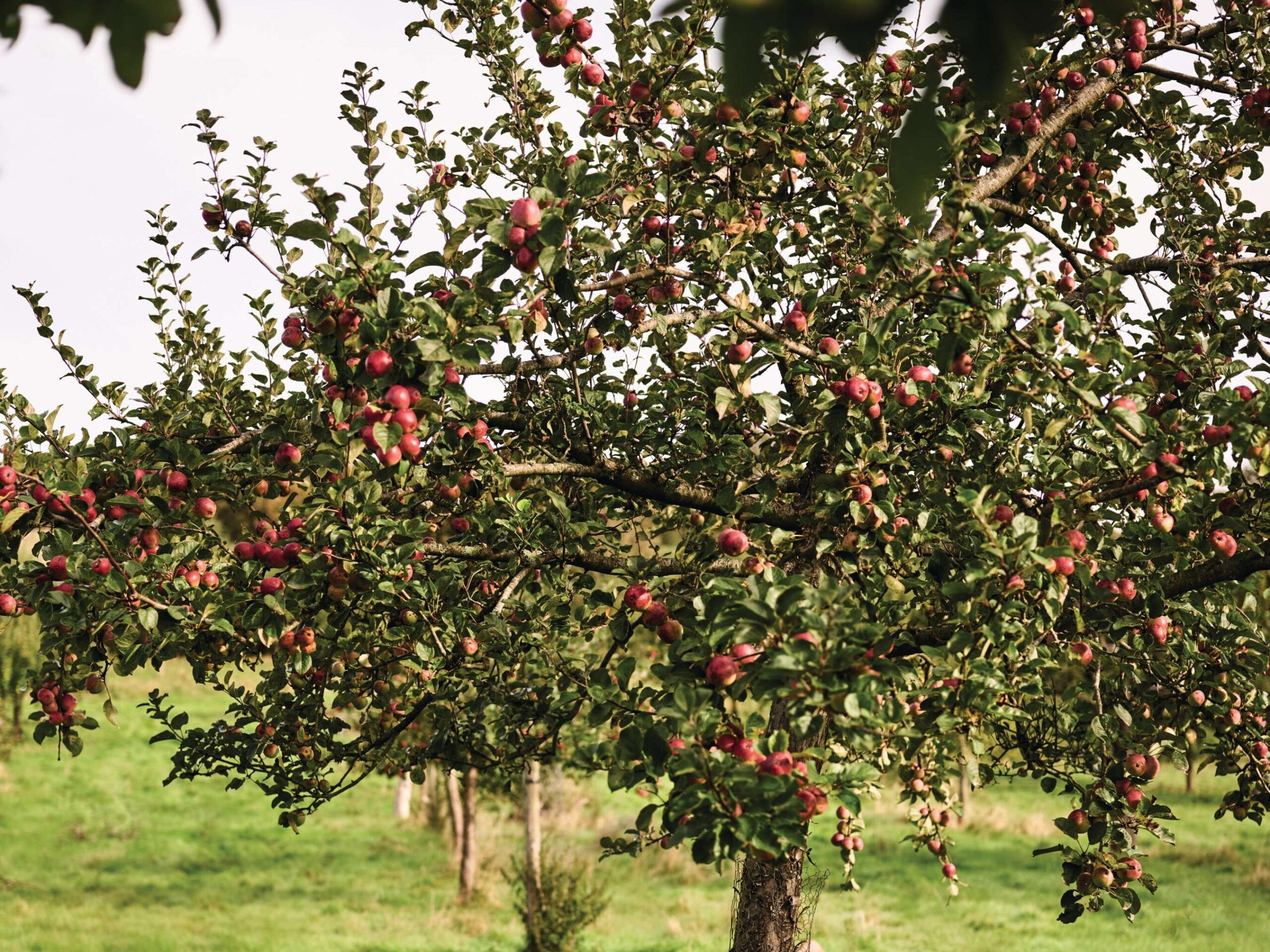Cider making Somerset