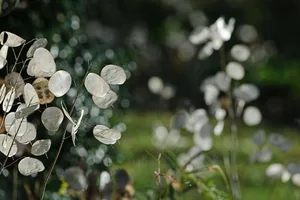 Lunaria annua Lunaria annua