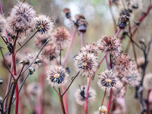 Ligularia ‘Britt Marie Crawford’