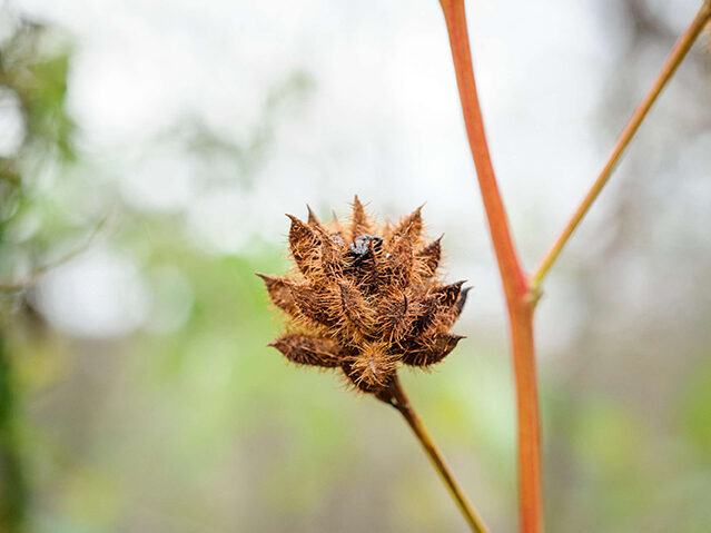Glycyrrhiza yunnanensis