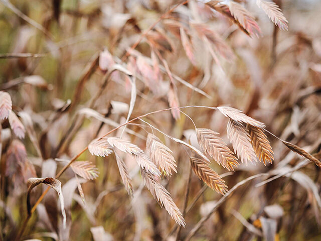 Chasmanthium latifolium